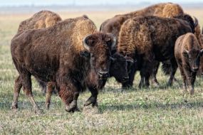 Bisons