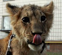 Lion’s whelp Tishka