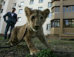 Aleksandr Onishchenko and lion’s whelp Tishka