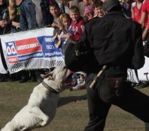 Employee of Ukraine Department of the Interior