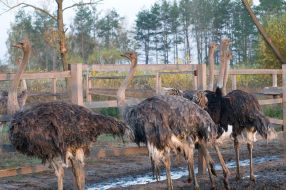 Ostriches