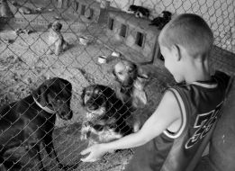 A boy looks at dogs