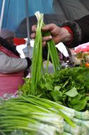 Spring onions