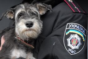 A cynologist holds an official dog on hands