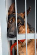 Sheep dog sits in a cage