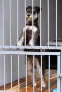 Dog sits in a cage