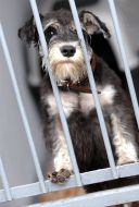 Dog sits in a cage