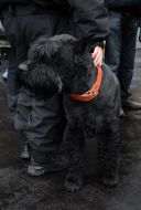 Cynologist with an official dog