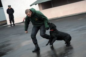 A dog attacks ”criminal”