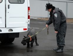 Cynologist with an official dog