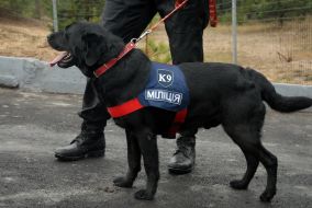 Cynologist with an official dog