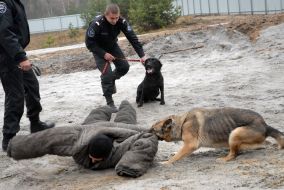 A dog attacks ”criminal”