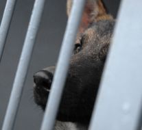 Sheep dog sits in a cage