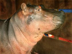 Hippopotamus female