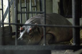 Hippopotamus Kazimir