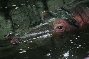 Hippopotamus Kazimir
