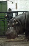 Hippopotamus Kazimir