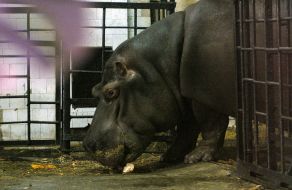 Hippopotamus Kazimir