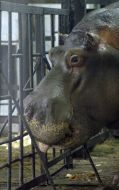 Hippopotamus Kazimir