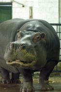 Hippopotamus Kazimir