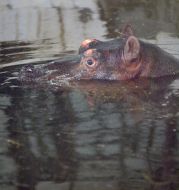 Hippopotamus female