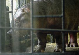 Hippopotamus female