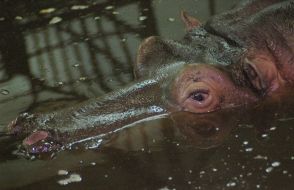 Hippopotamus Kazimir