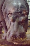 Hippopotamus Kazimir