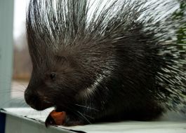 Porcupine