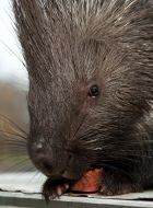 Porcupine