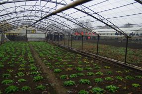 Greenhouse