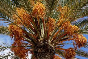 Ripening dates on a palm