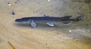 River pike