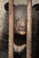 Bear cub