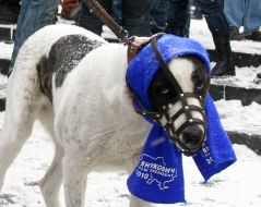 A dog in the scarf of Party of regions