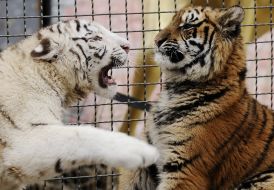 Tigryulya and Jasmine