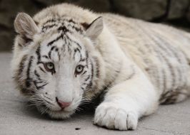 Tiger Tigryulya
