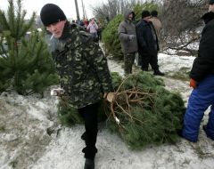 Illegal fir-tree market