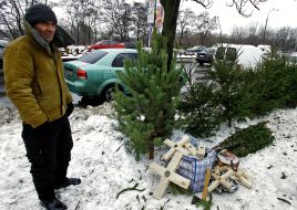 Illegal fir-tree market