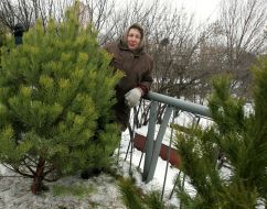 Illegal fir-tree market