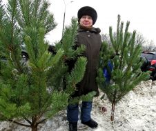 Illegal fir-tree market