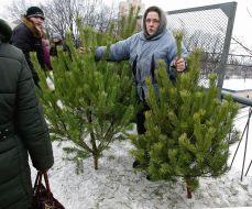 Illegal fir-tree market