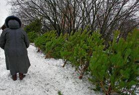 Illegal fir-tree market