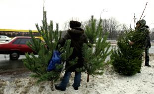 Illegal fir-tree market