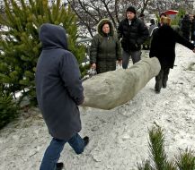 Illegal fir-tree market