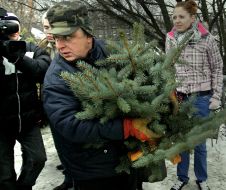 Illegal fir-tree market