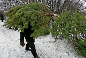 Illegal fir-tree market