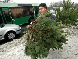 Illegal fir-tree market