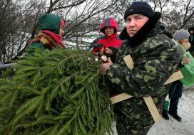 Illegal fir-tree market