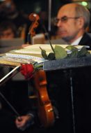 A rose